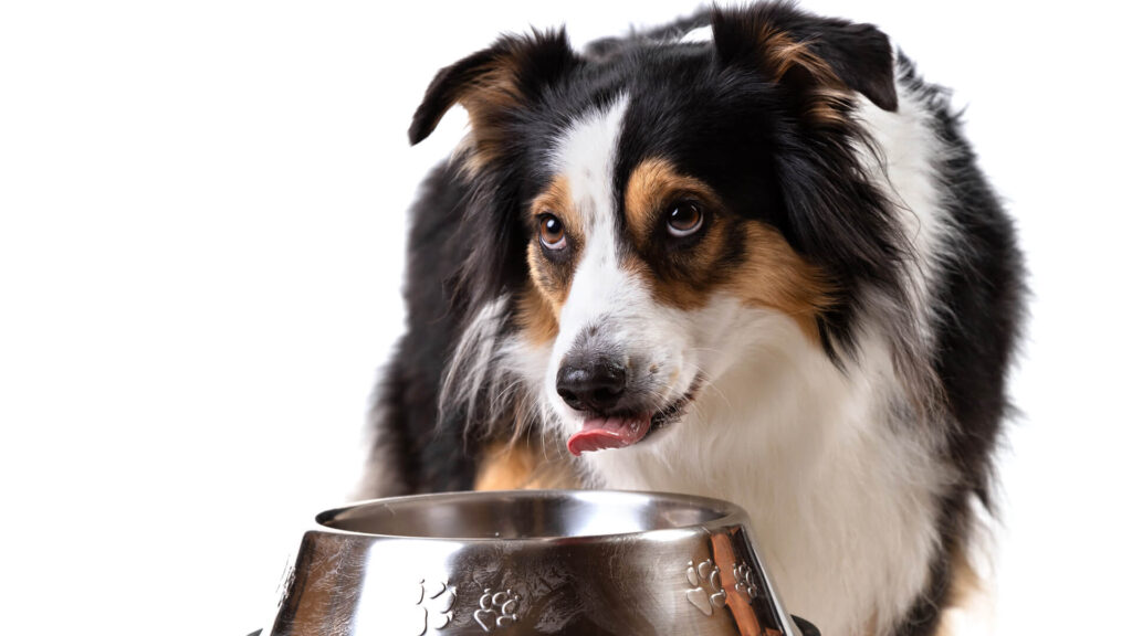 consejos para alimentar correctamente a tu perro